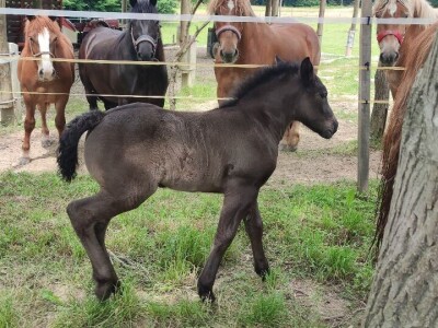 OPG Željko Vuković