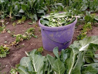 OPG Židanić Mihaljević