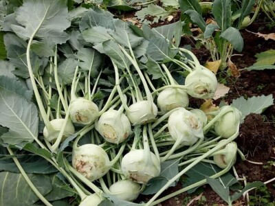 OPG Židanić Mihaljević