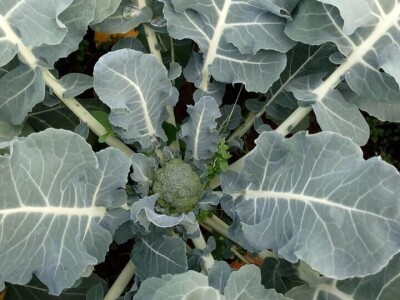 OPG Židanić Mihaljević