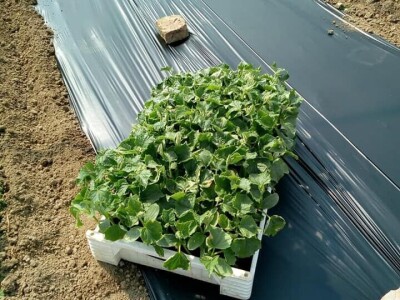 OPG Židanić Mihaljević