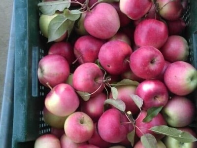 OPG Židanić Mihaljević