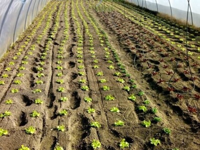 OPG Židanić Mihaljević