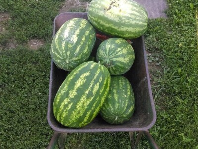 OPG Židanić Mihaljević