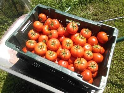 OPG Židanić Mihaljević