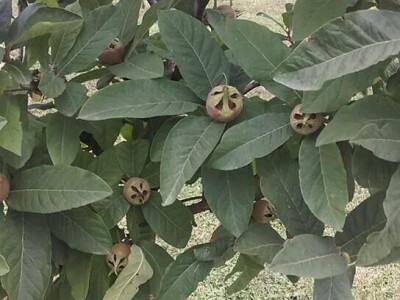 OPG Židanić Mihaljević