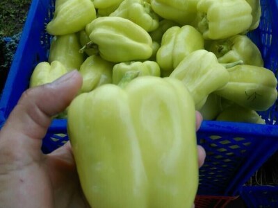 OPG Židanić Mihaljević