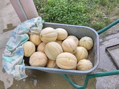 OPG Židanić Mihaljević