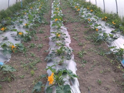 OPG Židanić Mihaljević