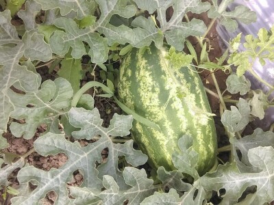 OPG Židanić Mihaljević