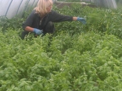 OPG Židanić Mihaljević