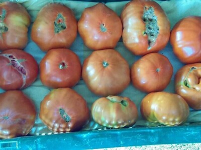 OPG Židanić Mihaljević