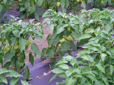 OPG Židanić Mihaljević