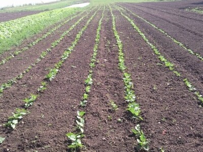 OPG Židanić Mihaljević