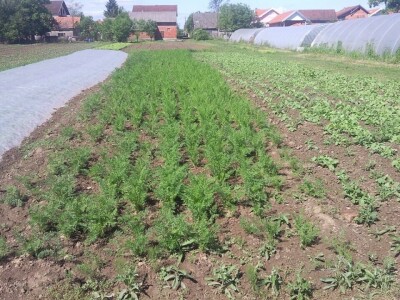 OPG Židanić Mihaljević