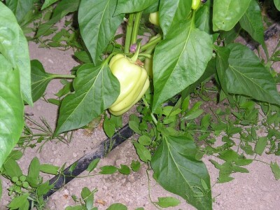 OPG Židanić Mihaljević