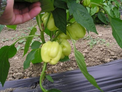 OPG Židanić Mihaljević