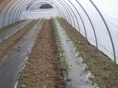 OPG Židanić Mihaljević