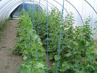 OPG Židanić Mihaljević