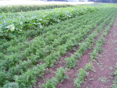 OPG Židanić Mihaljević