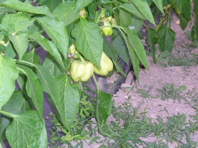 OPG Židanić Mihaljević