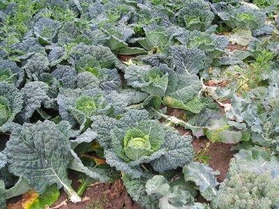 OPG Židanić Mihaljević