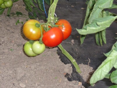 OPG Židanić Mihaljević