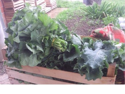 OPG Židanić Mihaljević