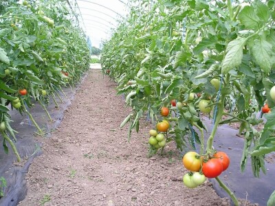 OPG Židanić Mihaljević