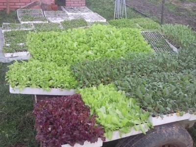 OPG Židanić Mihaljević