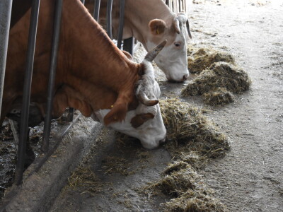 OPG Živković Mario