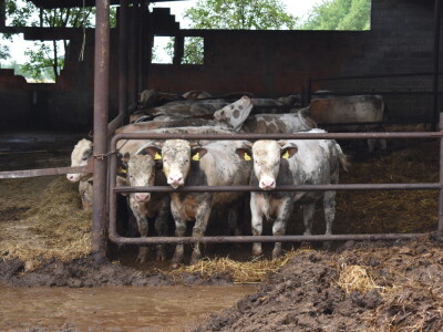 OPG Živković Mario