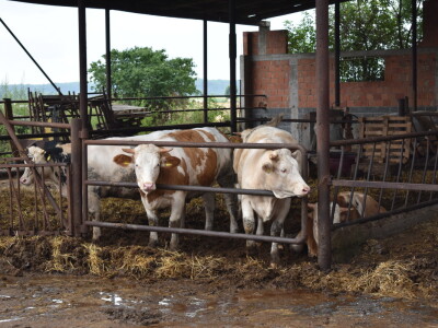 OPG Živković Mario