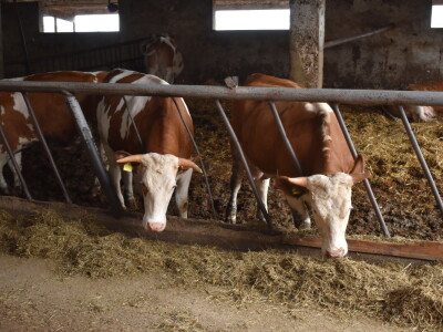 OPG Živković Mario