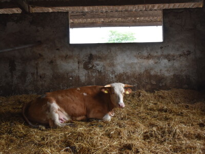 OPG Živković Mario