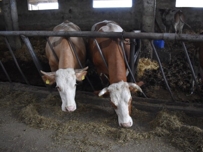 OPG Živković Mario