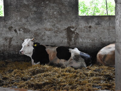 OPG Živković Mario