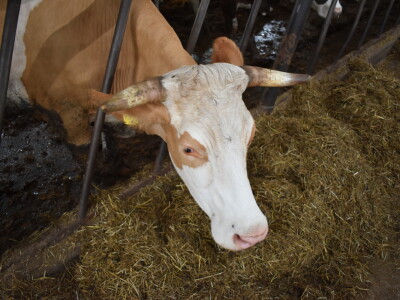 OPG Živković Mario