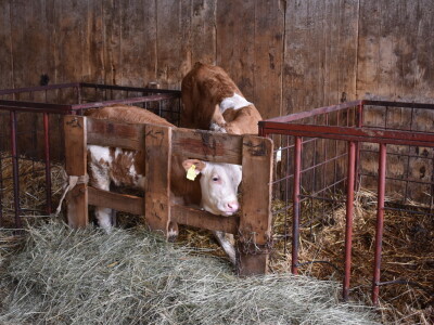 OPG Živković Mario