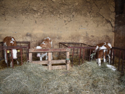 OPG Živković Mario