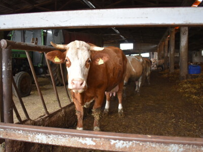 OPG Živković Mario