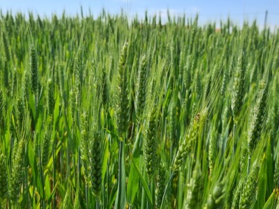 OPG Zlatka Tučkorića OPG Zlatka Tučkorića