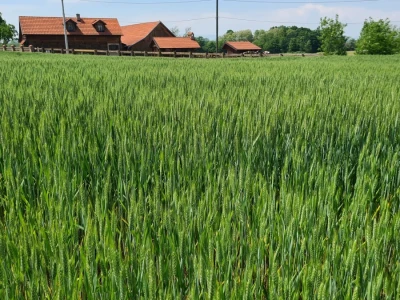 OPG Zlatka Tučkorića