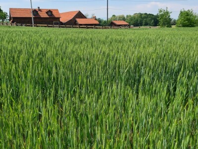 OPG Zlatka Tučkorića OPG Zlatka Tučkorića