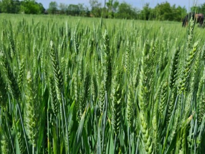 OPG Zlatka Tučkorića OPG Zlatka Tučkorića