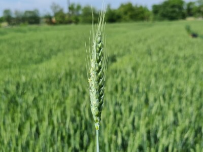 OPG Zlatka Tučkorića OPG Zlatka Tučkorića