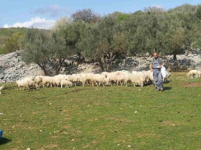 OPG Zoran Mrakovčić