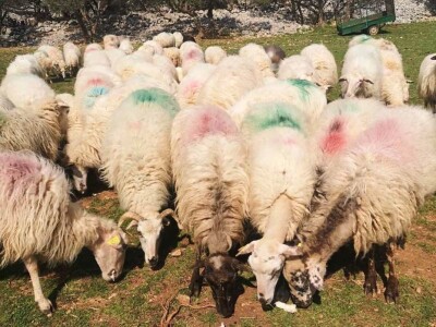 OPG Zoran Mrakovčić