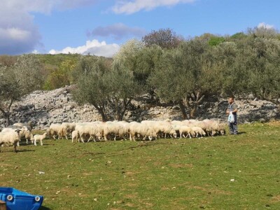 OPG Zoran Mrakovčić