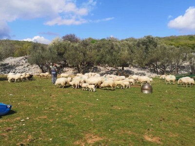 OPG Zoran Mrakovčić